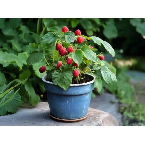 Malina červená, remontantná (Rubus idaeus) 'SWEET SUNSHINE´® - výška 30-50 cm, kont. C1.5L/C2L